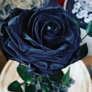 Μαύρο τριαντάφυλλο εκουαδόρ σε γυάλινο θόλο 28cm | Anthologia Flowers